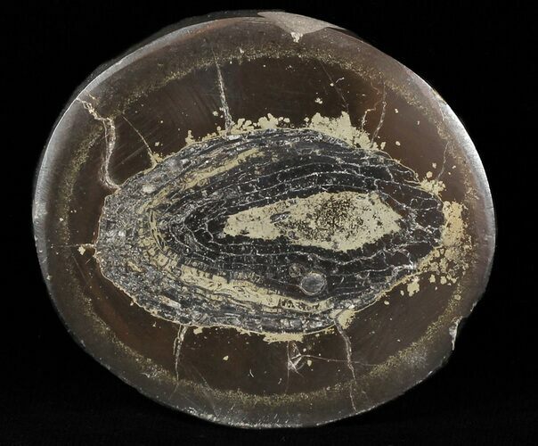 Polished Fish Coprolite (Fossil Poo) - Scotland #50465